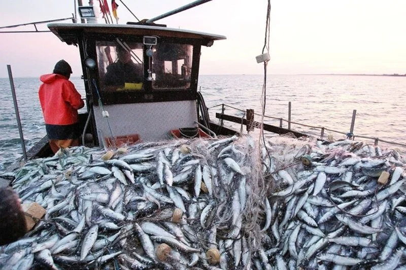 Pêche côtière et artisanale : près de 5 MMDH de produits commercialisés à fin juin (ONP)